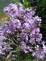 Daphne Genkwa (fam. Thymelacees) (Chine) (01) (Photo F. Mrugala)